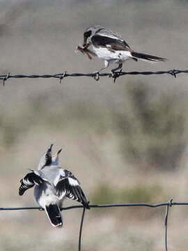 Image of Loggerhead Shrike