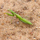 Image of African mantis