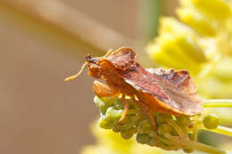 Image of Phymata crassipes (Fabricius 1775)