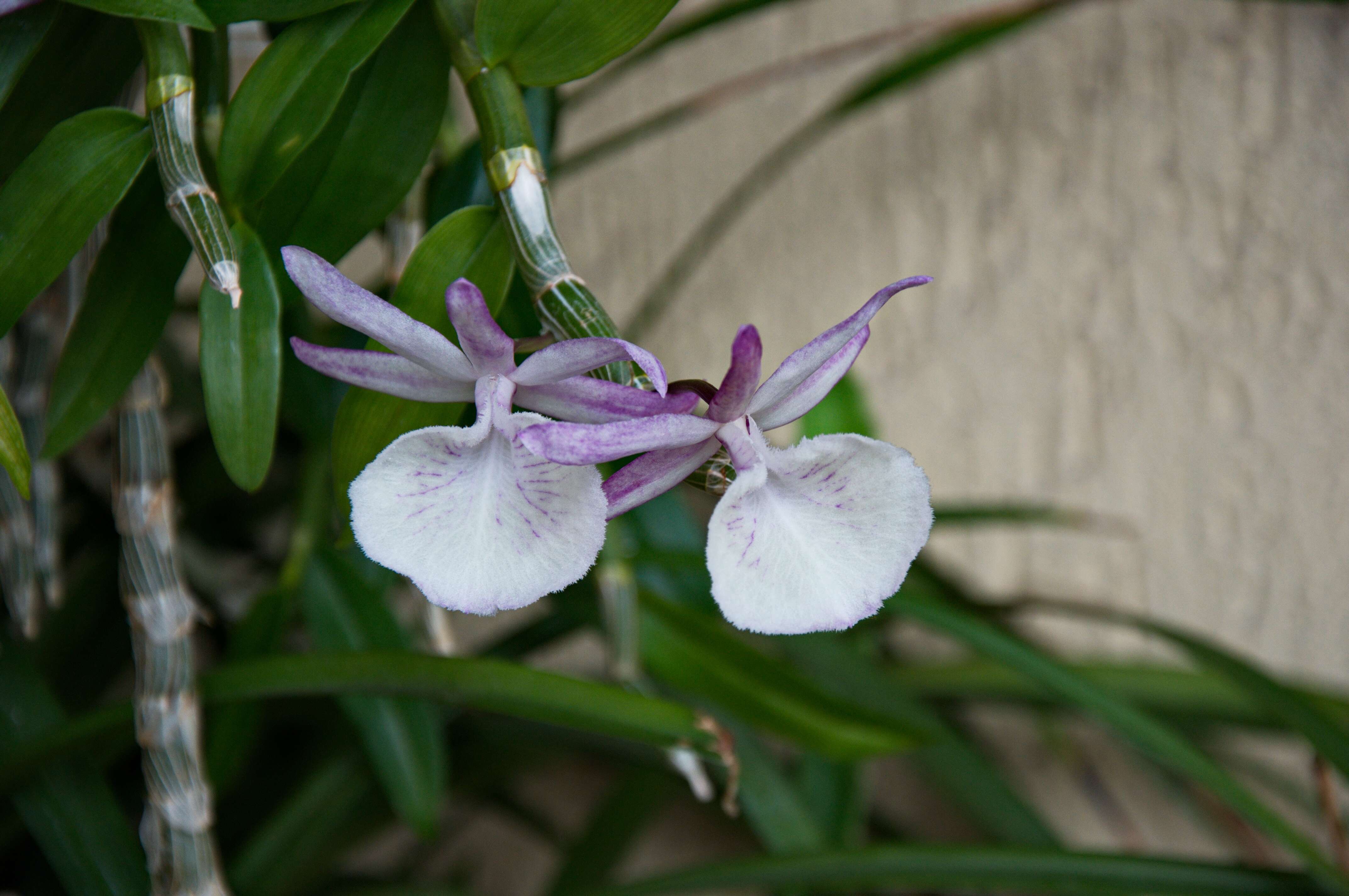 Imagem de Dendrobium polyanthum Wall. ex Lindl.