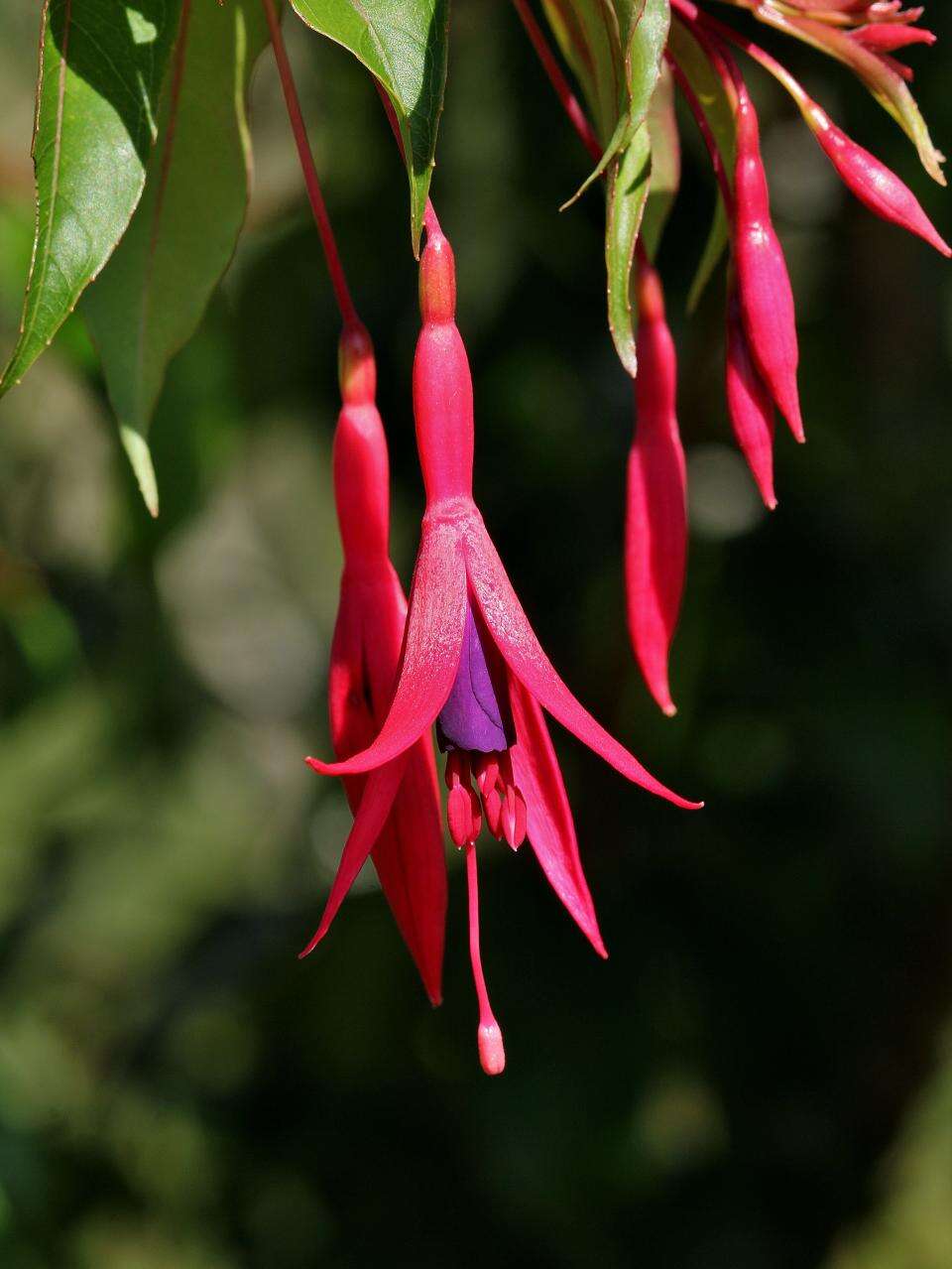 Image of Fuchsia regia (Vand. ex Vell.) Munz