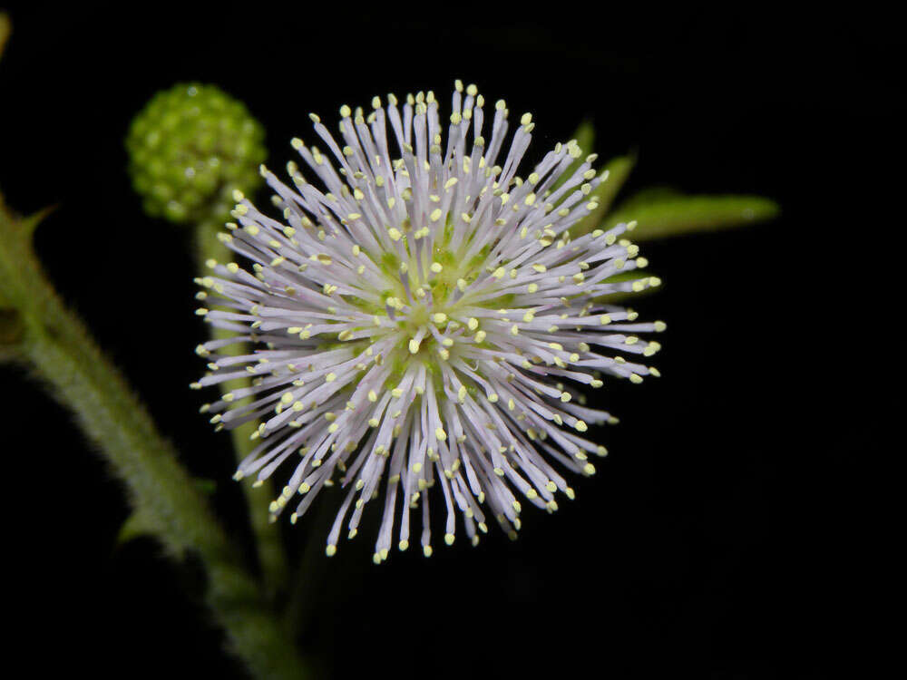 Image of sensitive plant