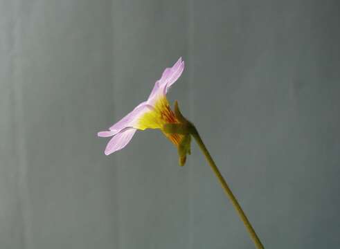 Image of southern butterwort