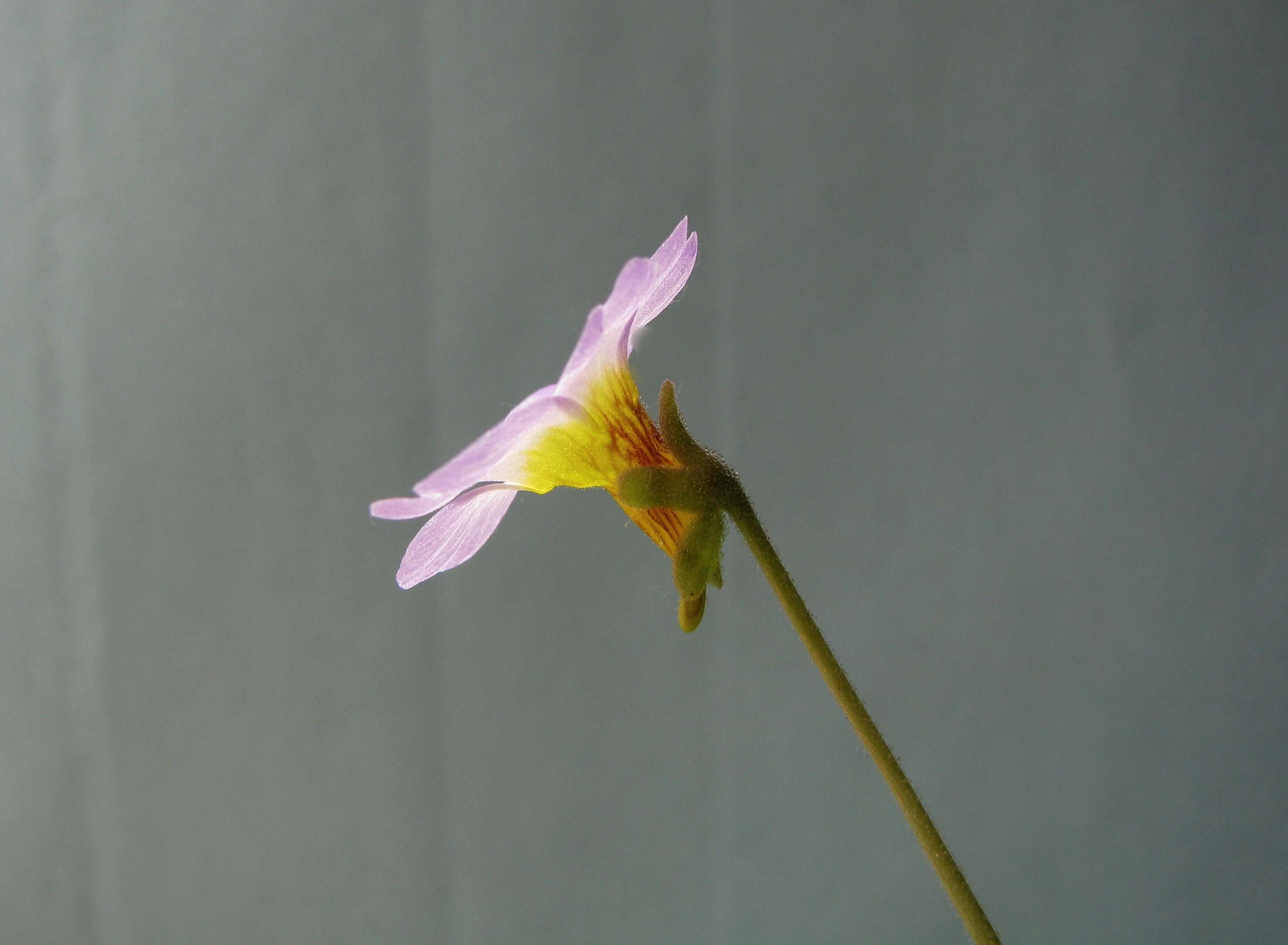 Image of southern butterwort