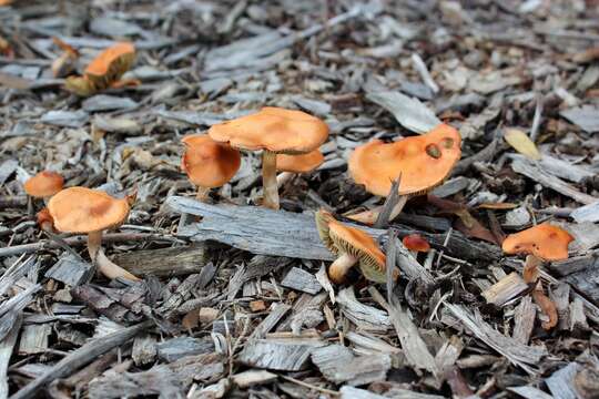 Image of Leratiomyces ceres (Cooke & Massee) Spooner & Bridge 2008