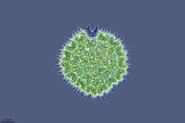 صورة Pseudopediastrum