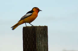 Image of New World orioles