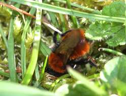 Image of Mining Bees