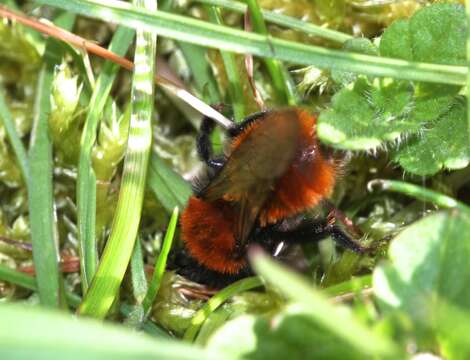 Image of Tawny Mining Bee