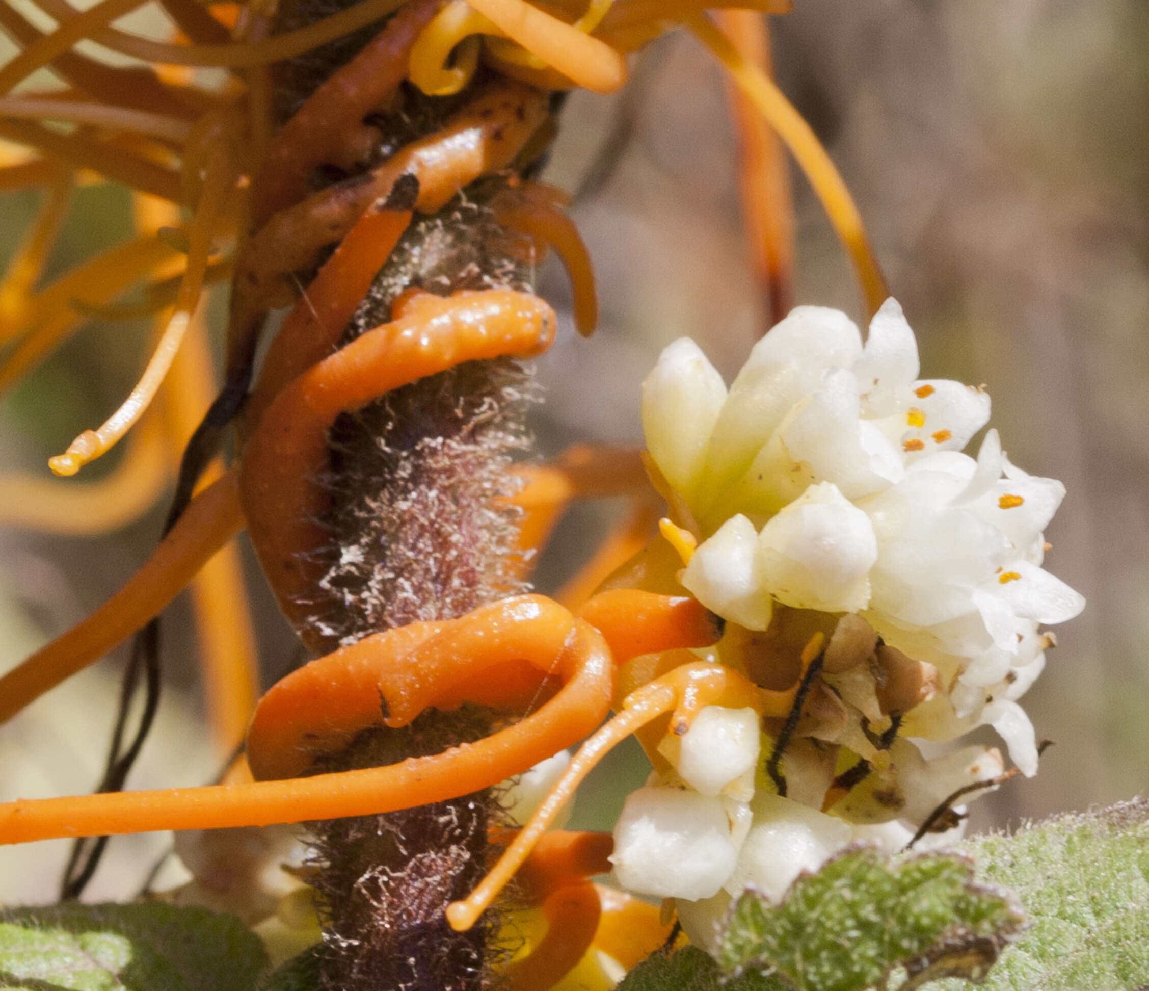 Image of Cuscuta jalapensis Schltdl.