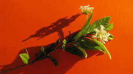 Image of Lantana lucida Schauer