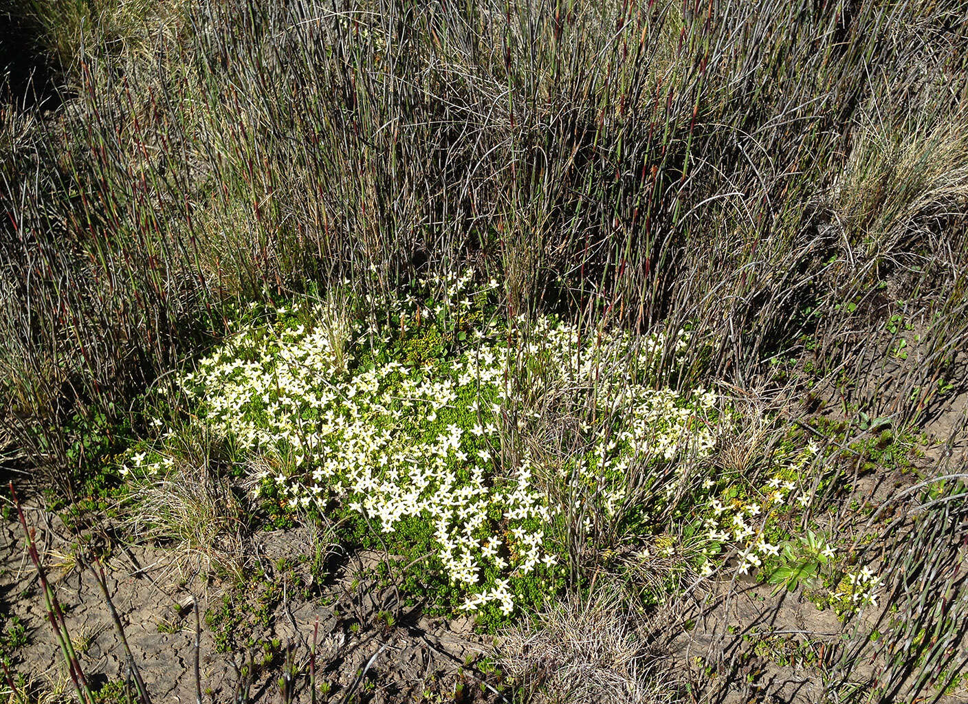 Image of Stackhousia pulvinaris F. Müll.