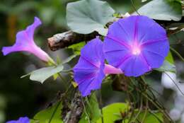 Image of Blue morning glory