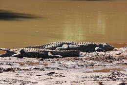 Image of crocodiles