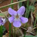 Image de Viola grypoceras A. Gray