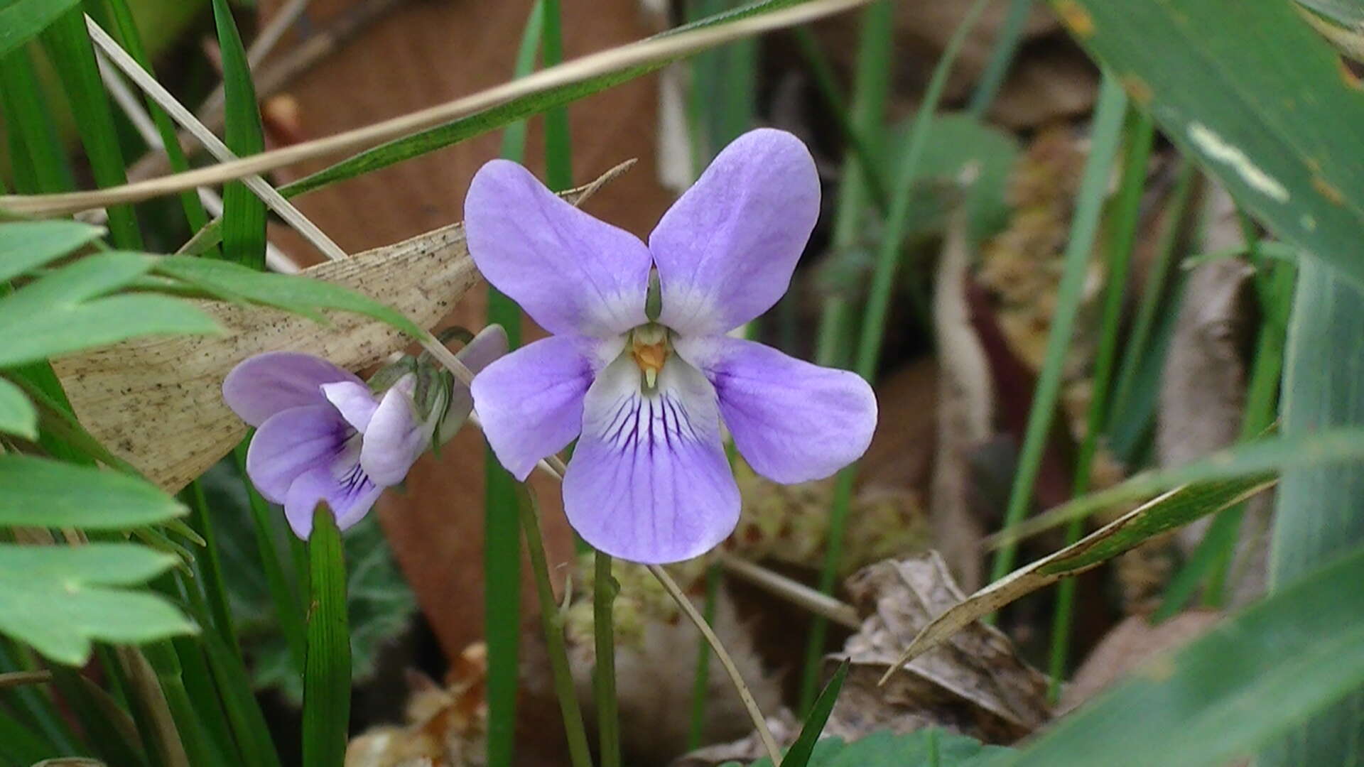 Sivun Viola grypoceras A. Gray kuva