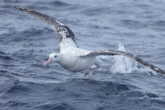 Image de Albatros hurleur