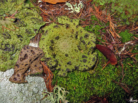 Image of blistered navel lichen