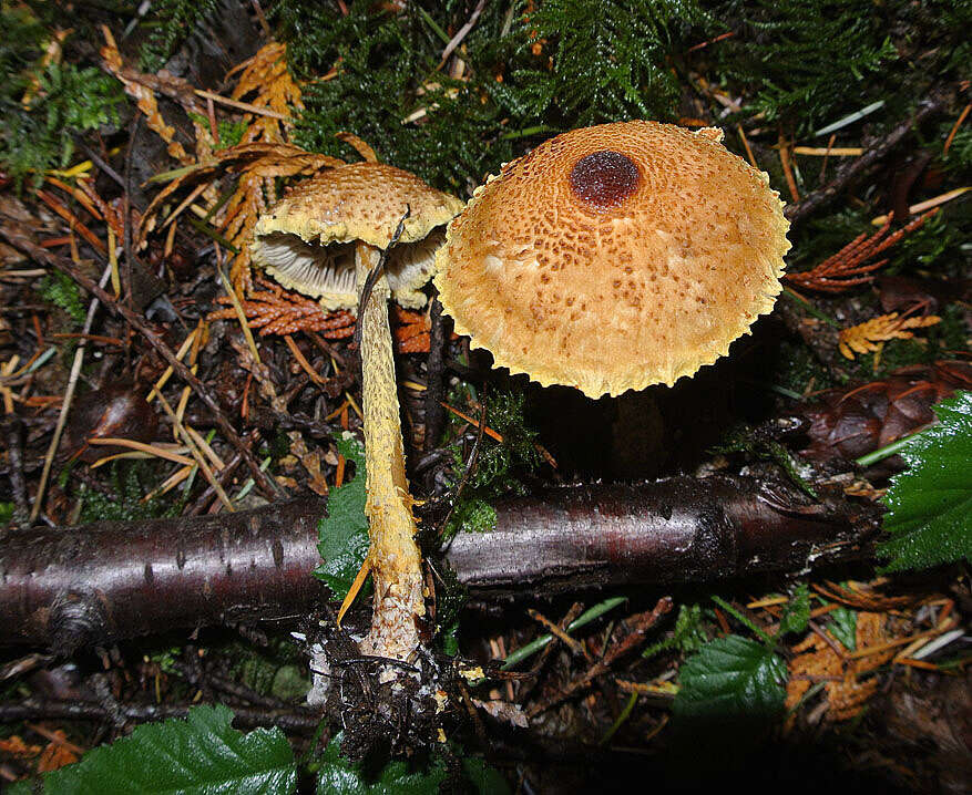Image of Lepiota