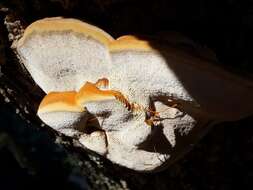 Ganoderma applanatum (Pers.) Pat. 1887的圖片