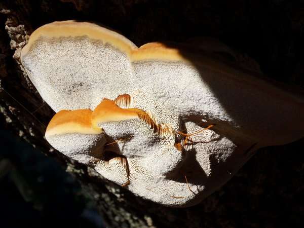 Ganoderma applanatum (Pers.) Pat. 1887的圖片