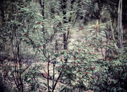 Image of Bossiaea carinalis Benth.