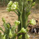 Image de Cereus petrogonus