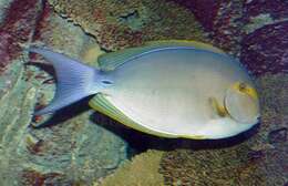 Image of Cuvier's Surgeonfish