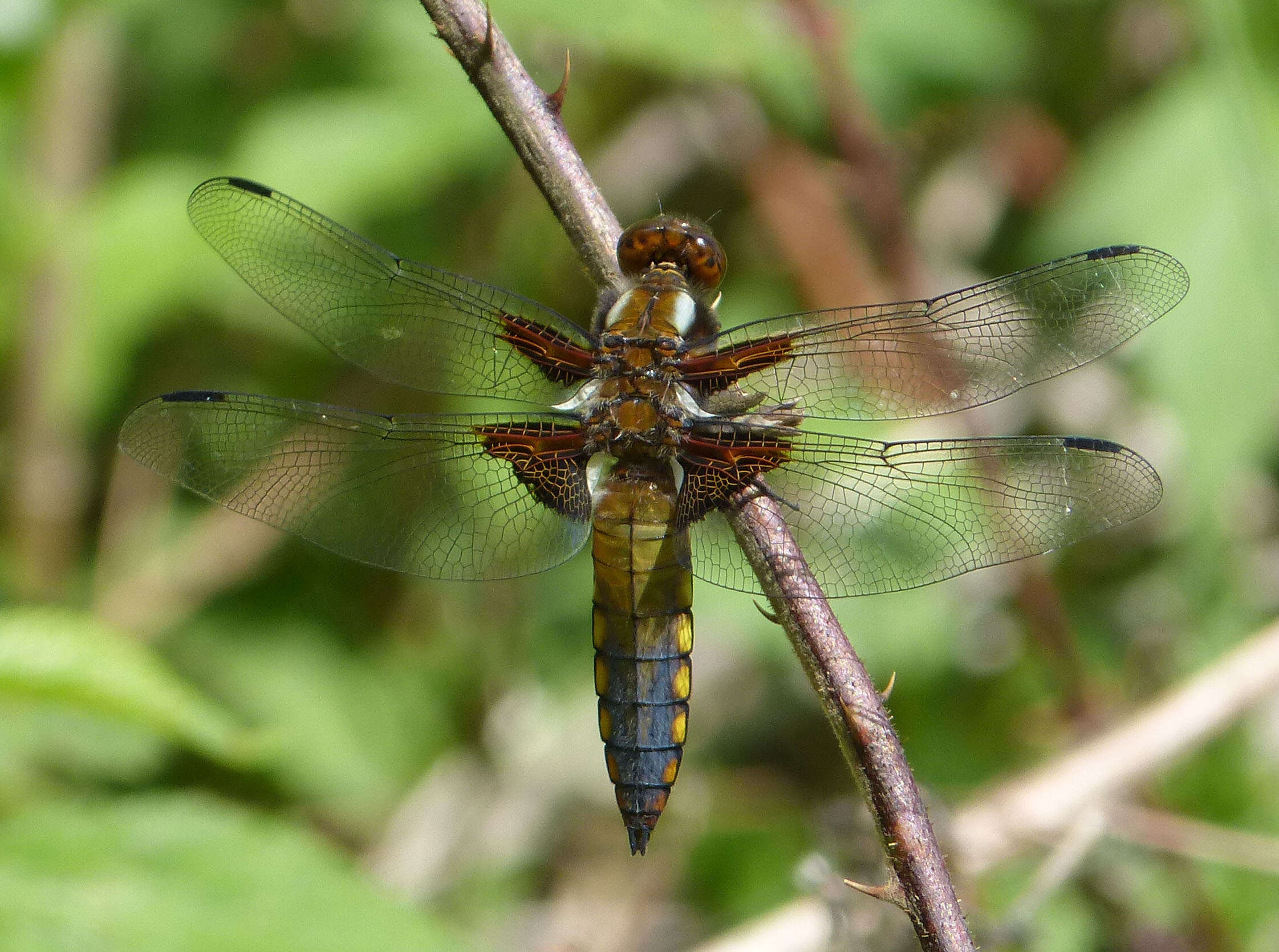 Image of Broad-bodied chaser