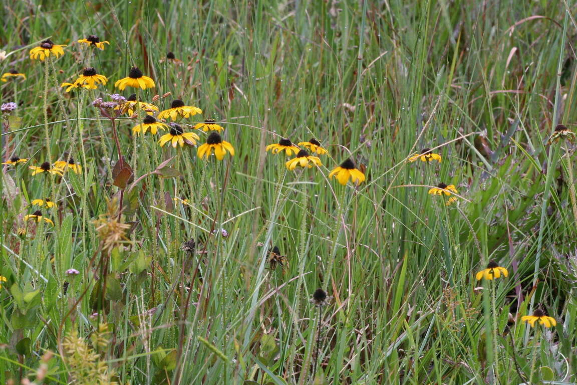 Image of blackeyed Susan