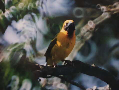 Image of Speke's Weaver