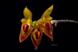 Image of Bulbophyllum subumbellatum Ridl.