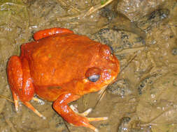 Image of Tomato Frog