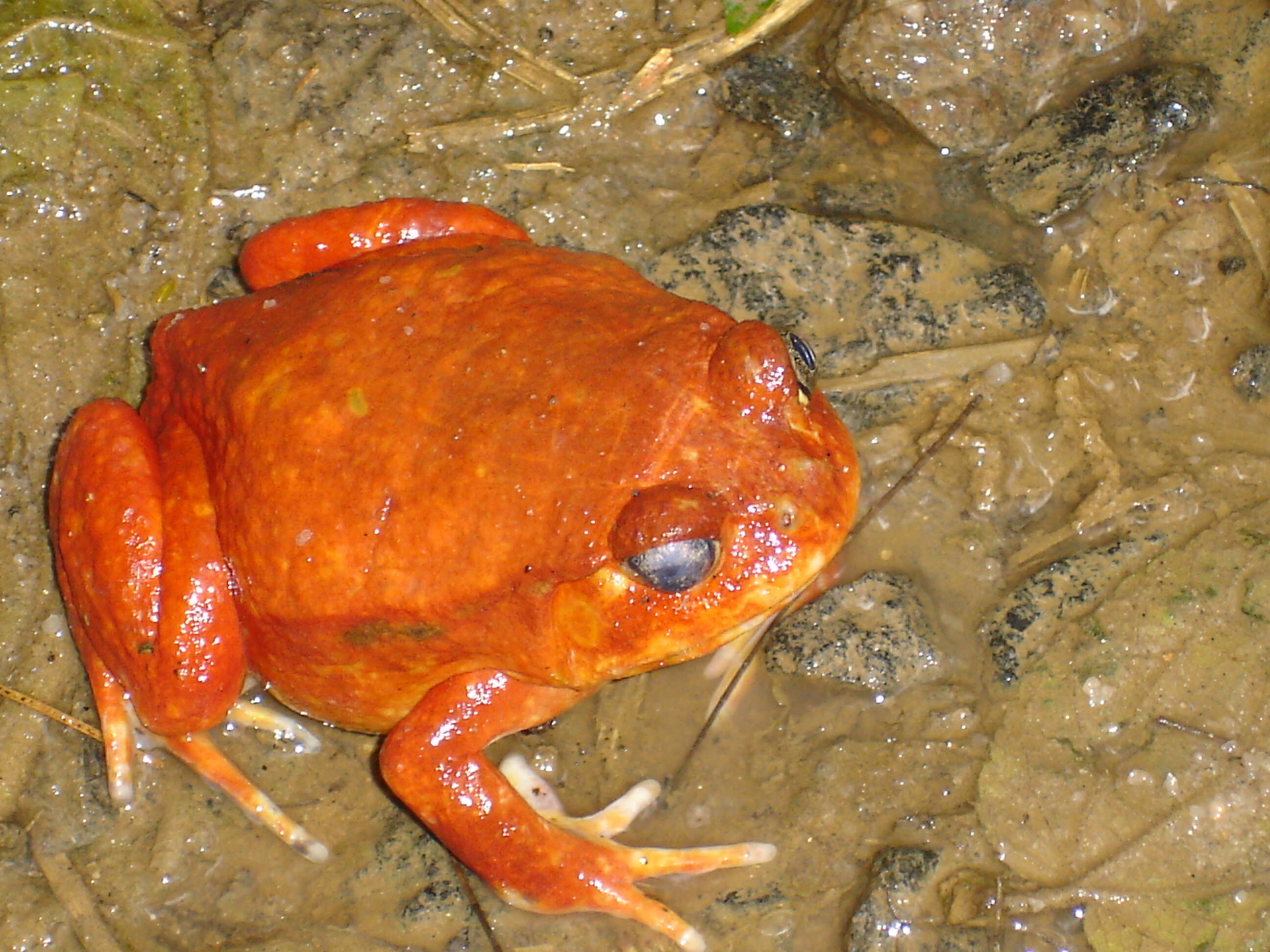 Image of Tomato Frog