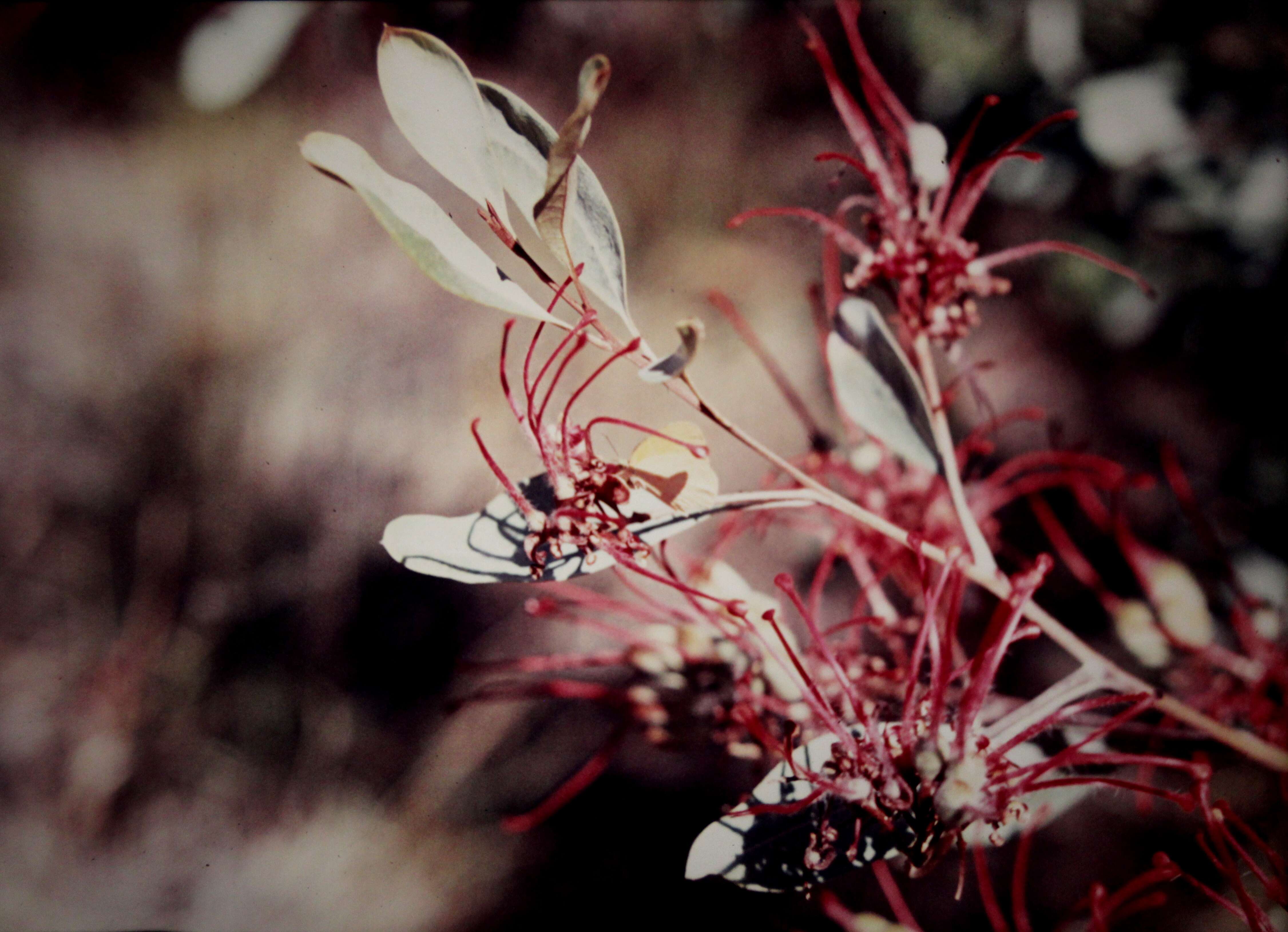 Image of Grevillea decora subsp. decora