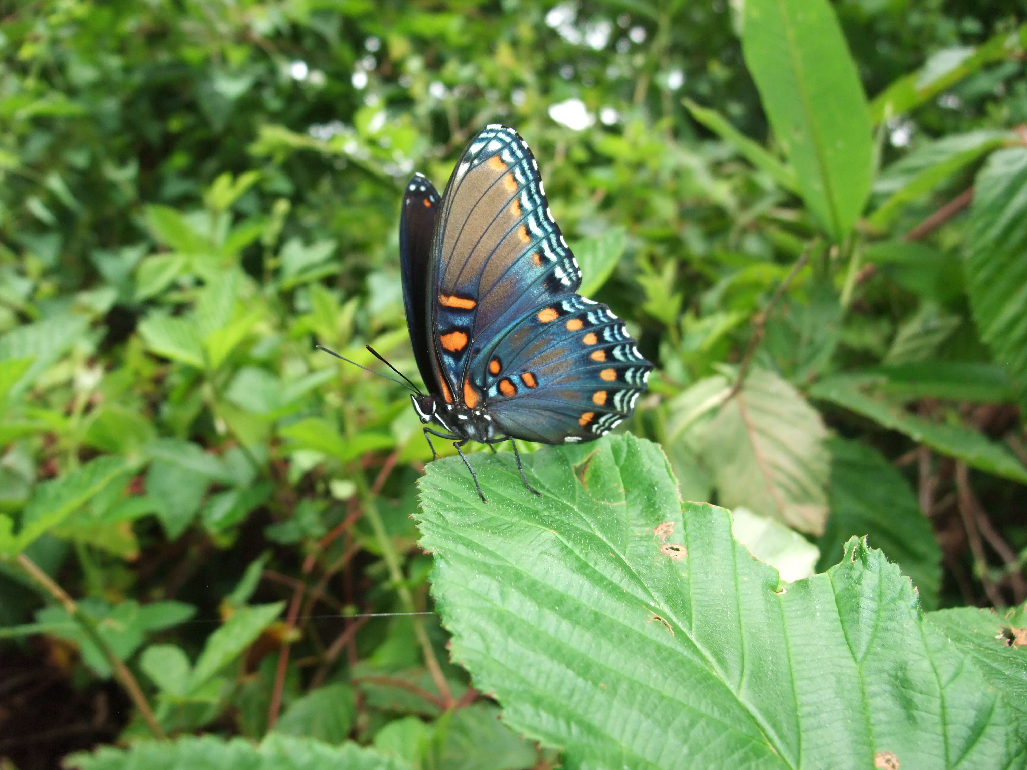 Imagem de Limenitis arthemis Drury 1773