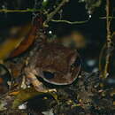 Image of Montane Litter Frog