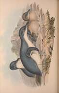 Image of Eudyptula Bonaparte 1856