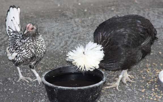 Image of Red Junglefowl