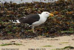 Image of Larus Linnaeus 1758