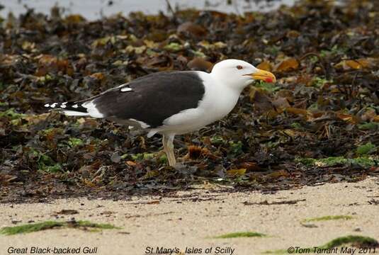 Image of Great Black-backed Gull