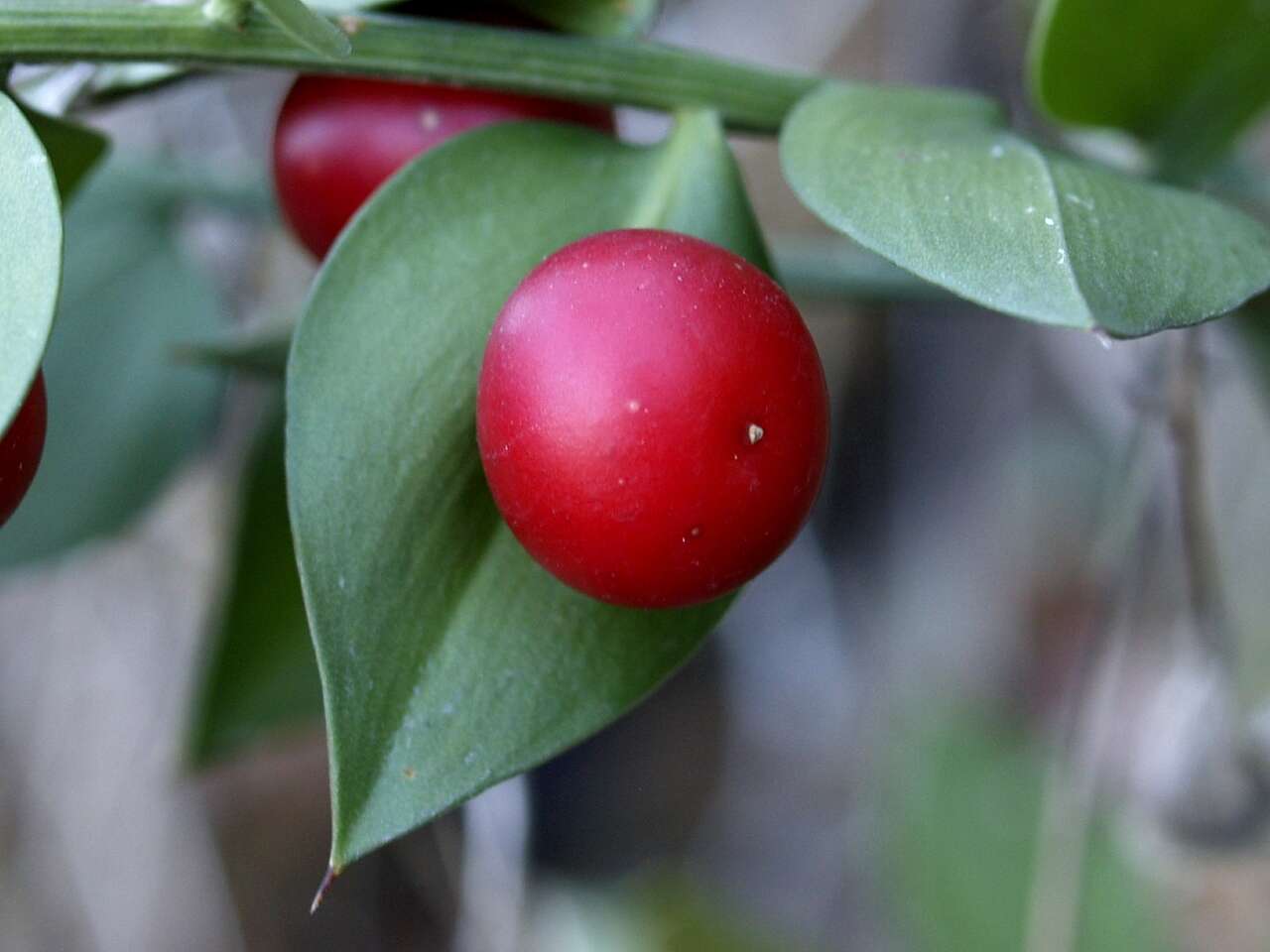 Image of butcher's broom