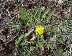 Слика од Taraxacum aristum Hagl. & G. Markl.