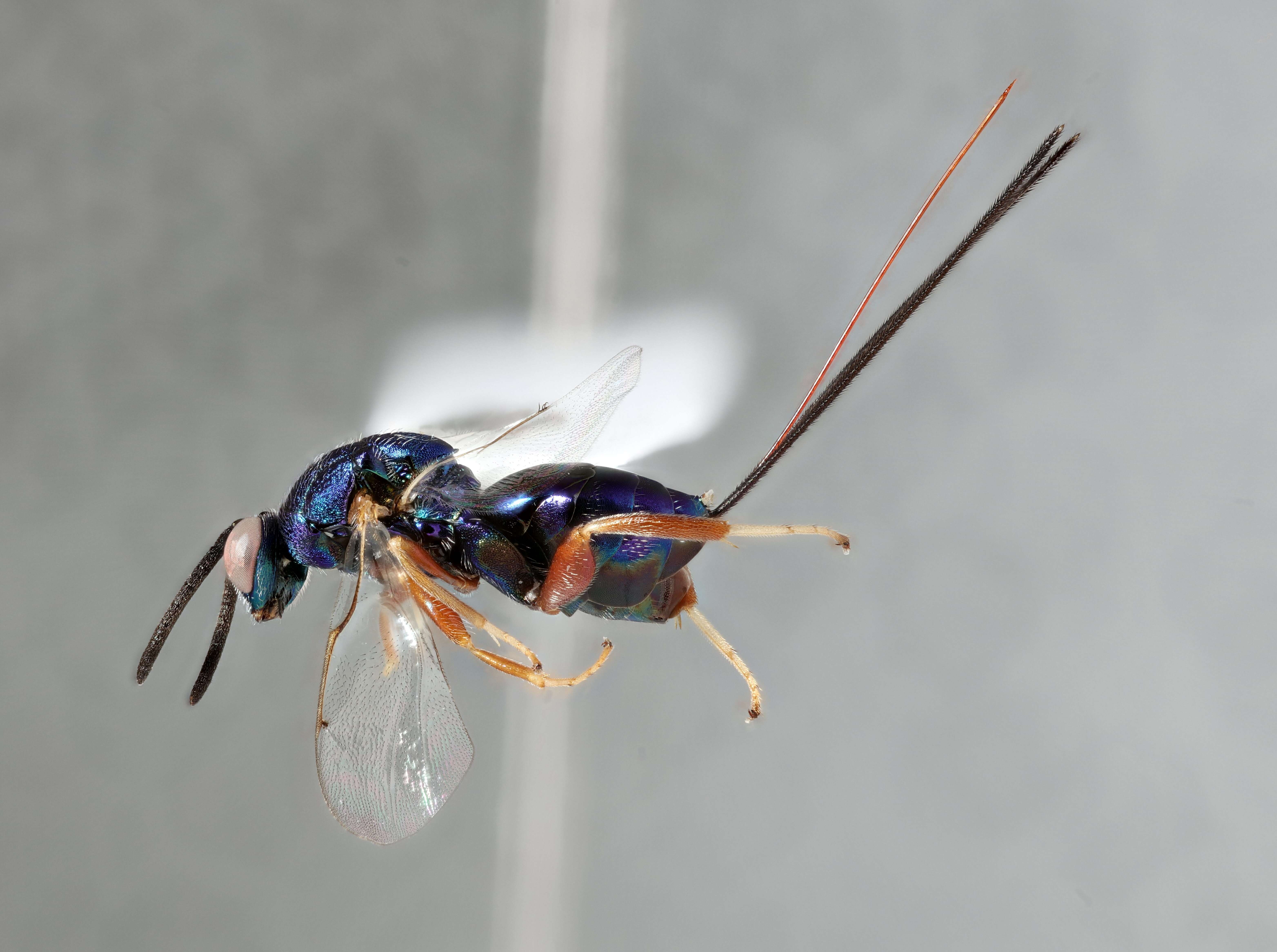 Image of torymid wasps