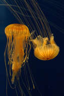 Image of Sea nettle