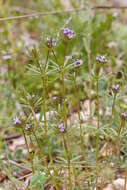 Image de Asperula arvensis L.