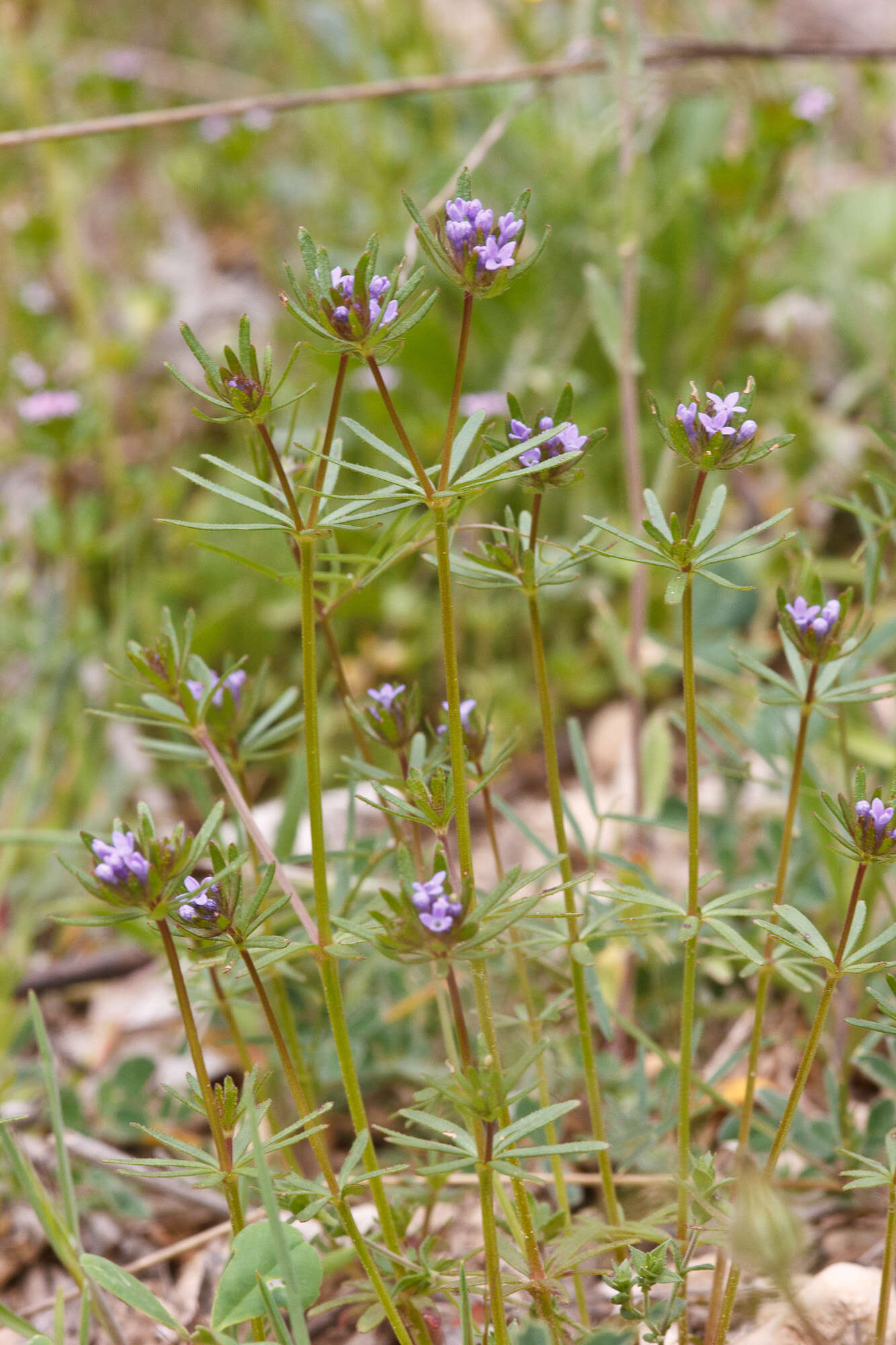 Plancia ëd Asperula