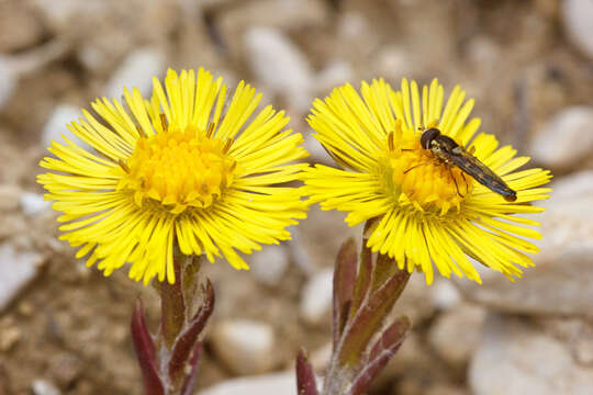 Plancia ëd Tussilago