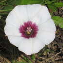 صورة Ipomoea kituiensis Vatke