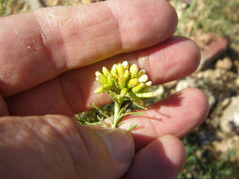 Image of burroweed